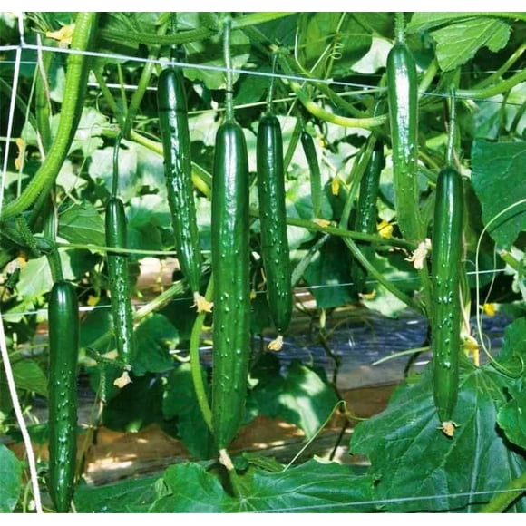 HJADGG Seeds Self-Pollinating Cucumber Zozula F1 Giant Long Vegetable for Planting Non GMO