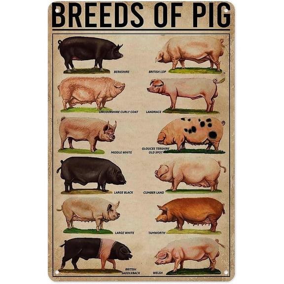 Vintage Metal Tin Sign Breeds of Pig Chart Wall Decor 8 x 12 Inch Rustic Farmhouse Animal Poster Plaque