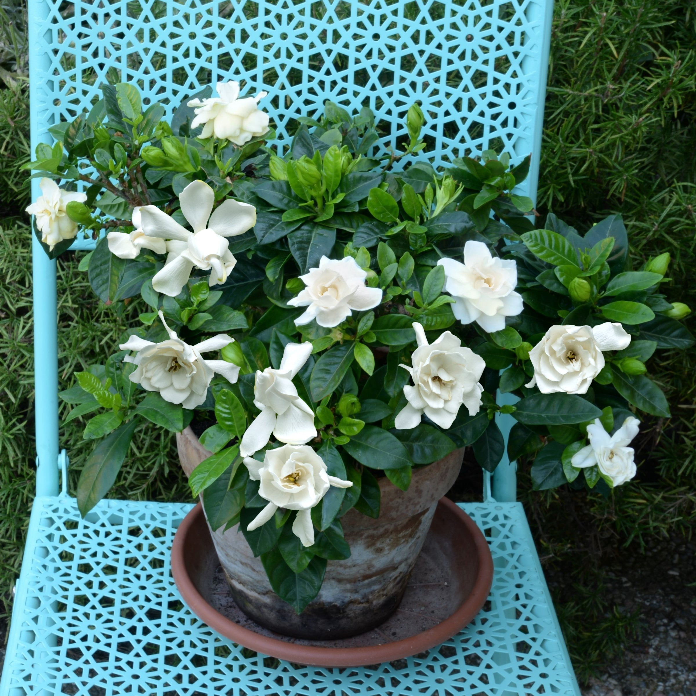 National Plant Network 4 in. Gardenia Frostproof (32-Pack)