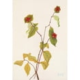 thumbnail image 2 of Mary Vaux Walcott 14x18 Gold Ornate Wood Frame and Double Matted Museum Art Print Titled - Douglas Honeysuckle (Fruit). Lonicera Glaucescens (1925), 2 of 4