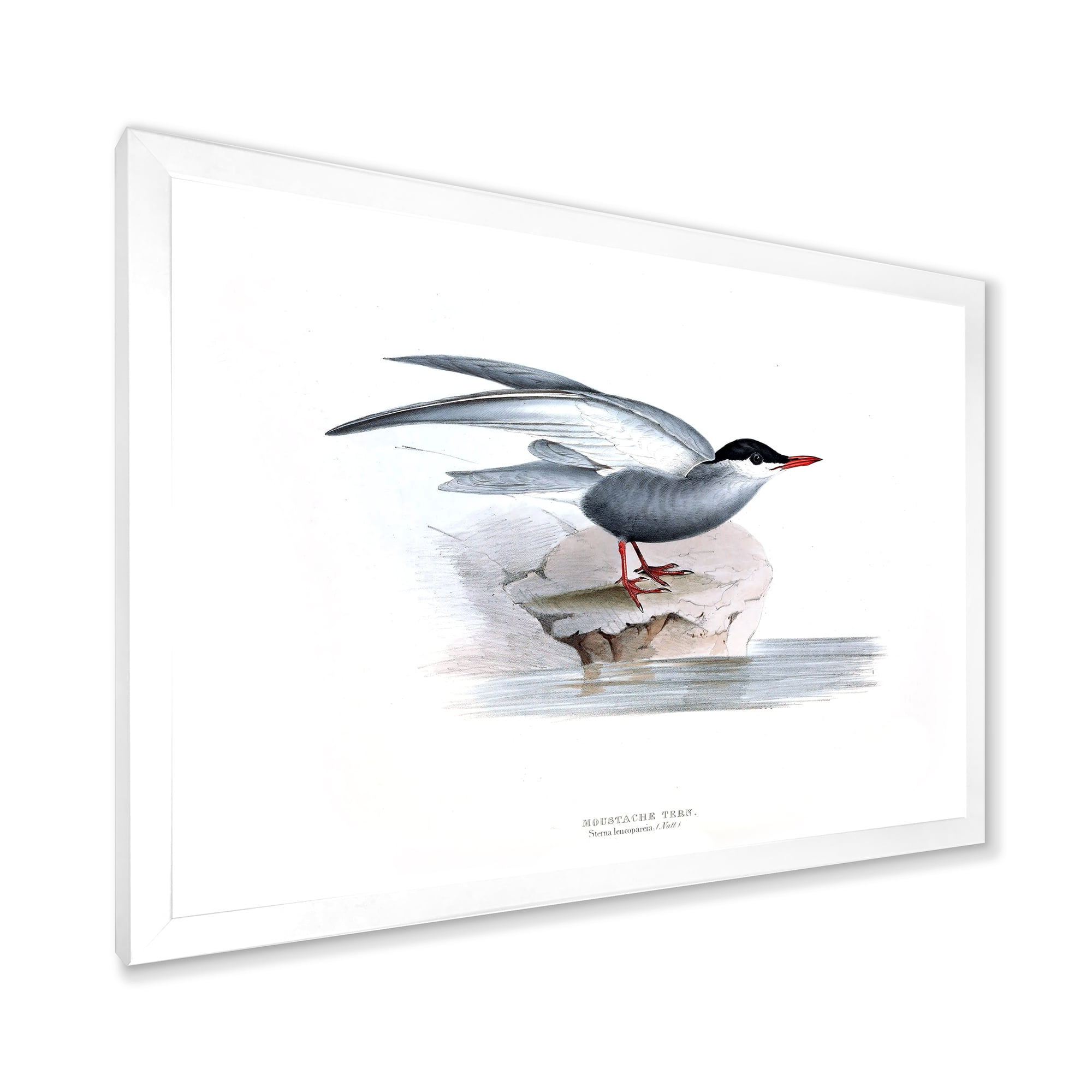 Designart 'Ancient Bird Of Europe I' Traditional Framed Art Print