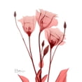 thumbnail image 2 of Koetsier, Albert 12x14 White Modern Wood Framed Museum Art Print Titled - Marvelous Gentian 1, 2 of 4