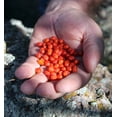 thumbnail image 2 of Chiltepin Tepin Pepper Plant - 4" Pot - HOTTEST Small Pepper - Bird Pepper, 2 of 4