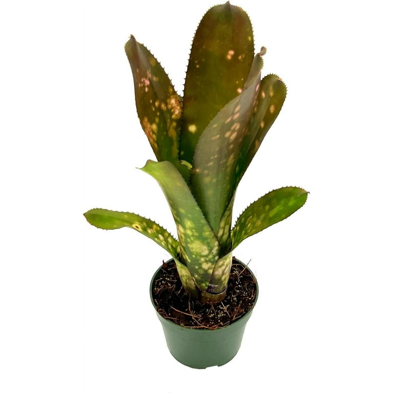 Ragnaroc Indoor Real Live Plant - Bromeliad Billbergia Hallelujah