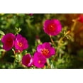 thumbnail image 5 of Seedville 15 Pink Wood's Rose Flower Seeds, Fragrant, 5 of 10