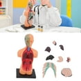 thumbnail image 4 of Human Body Model Toys, 7 Removable Parts Kids Human Anatomy Model  For School, 4 of 8