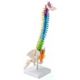 thumbnail image 2 of 45Cm with Pelvic Human Anatomical Anatomy Spine Spinal Column Model Teaching Resources for Students, 2 of 5