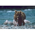 thumbnail image 2 of Fitzharris, Tim 32x23 White Modern Wood Framed Museum Art Print Titled - Grizzly bear and gulls, 2 of 4