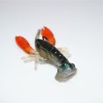 thumbnail image 5 of Lixada Soft Fishing Lure Crawfish Bait Shrimp Lobster Claw Artificial Lure Swimbait 8cm/14g LingWen 9024715133748, 5 of 5