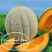SCARBOROUGH SEEDS Cantaloupe, Hale's Best Jumbo 50 SEEDS NON-GMO | ORGANIC | USA