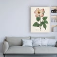 thumbnail image 3 of Trademark Fine Art 'Antique Botanical XXVII Cream' Canvas Art by Wild Apple Portfolio, 3 of 3