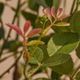 thumbnail image 5 of DR.Planzen 4ft Artificial Pink Rose Tree with Green Leaves, Lifelike Faux Rose Flower Tree for Home Decor Indoor Outdoor, Living Room Office Decoration, 5 of 10