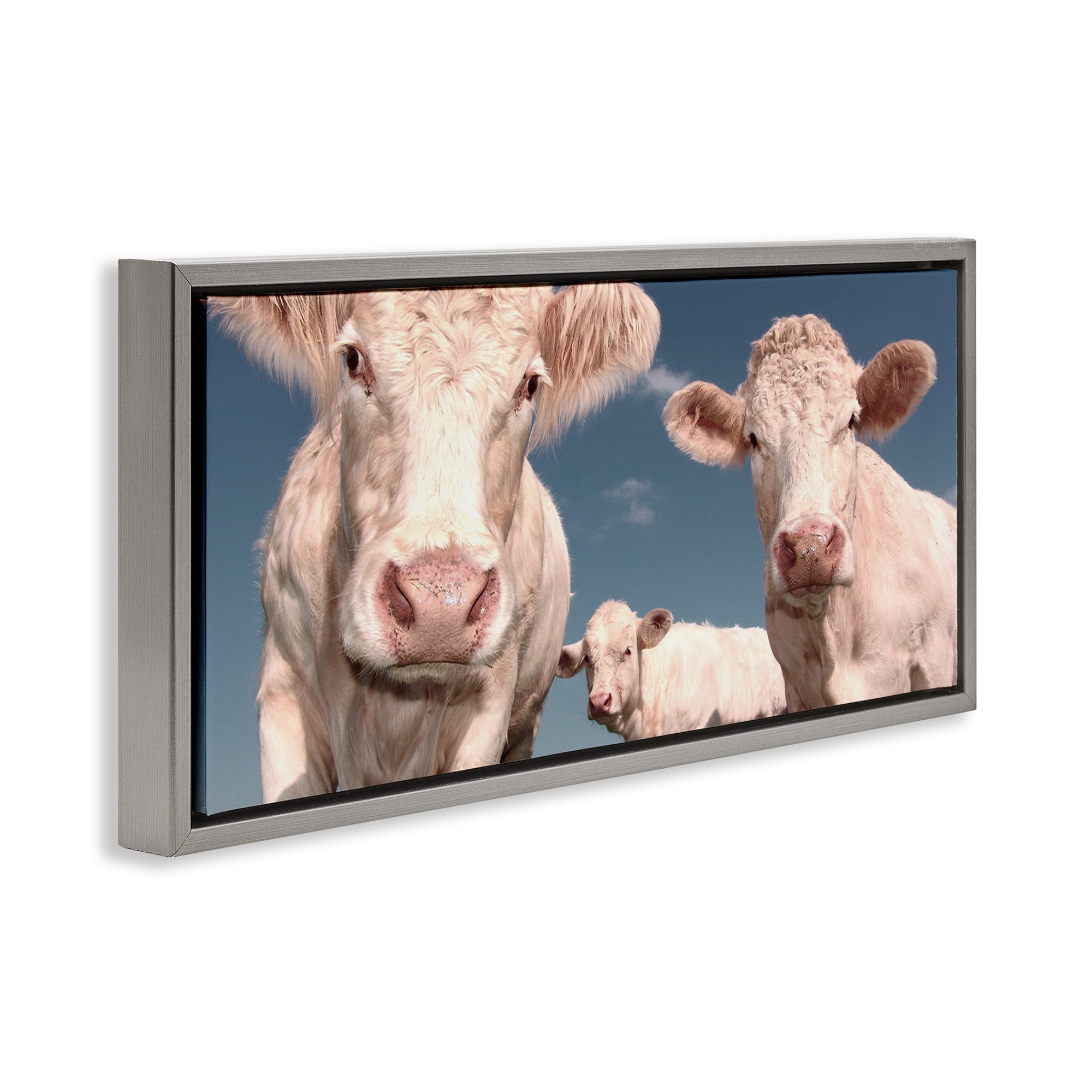 Stupell Industries Three White Cows Animals & Insects Photography Gray Floater Framed Canvas Art Print Wall Art, 25 x 11