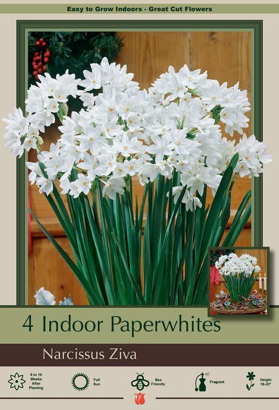 Ziva Paperwhite Narcissus 4 Bulbs 15/16 cm Bulbs Indoor/Very