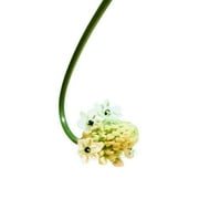 Zara Unusual Flower Perfume for Women Bergamot Orchid Scent & Musk Fragrance Eau de Parfum EDP 100ml (3.4 fl. oz)