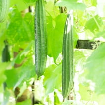 Gourd Seeds - Buab Khom - Hybrid - 2 g Packet ~10 Seeds - Non-GMO, F1 Hybrid - Asian Garden Vegetable