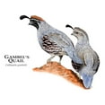 thumbnail image 3 of CafePress - Gambel's Quail Mug - 11 oz Ceramic Mug - Novelty Coffee Tea Cup, 3 of 6