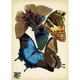 thumbnail image 3 of Vintage Apple Collection 11x14 Black Modern Framed Museum Art Print Titled - Papillons_16, 3 of 5