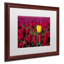 Trademark Fine Art "Yellow Tulip" Canvas Art by Pierre Leclerc, White Matte/Wood Frame