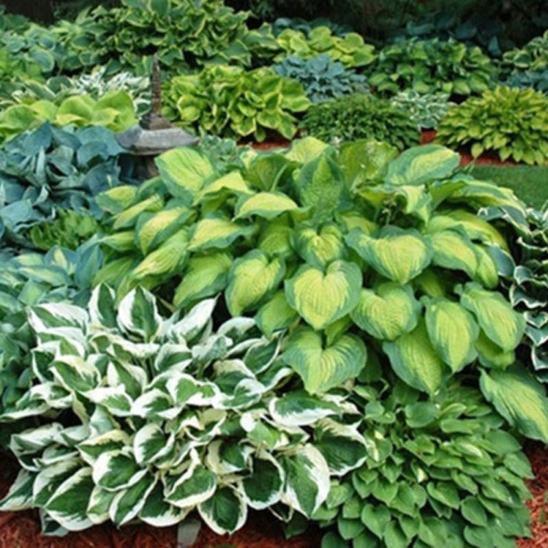 Mixed Heart-Shaped Hosta Bare Roots - Touch Of Eco - 3 Bare Roots, Up to 36' Wide