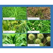 Sedgehammer Herbicide 2 pack – Fast-Acting Weed Killer for Lawns & Gardens