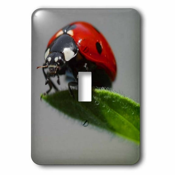 3dRose, Insects Ladybug, single toggle switch