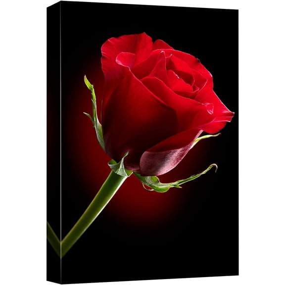 Aaheei Canvas Prints Wall Art - Closeup of Red Rose Flower Against Black Background | Modern Wall Decor/Home Decoration Canvas Giclee Print & Ready to Hang
