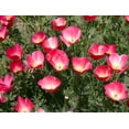 thumbnail image 2 of TomorrowSeeds - Carmine California Poppy Seeds - 6000+ Count - For 2026 Planting Pink Rose Purple, 2 of 9