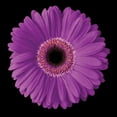 thumbnail image 3 of Christensen, Jim 15x15 Black Modern Framed Museum Art Print Titled - Gerbera Daisy Purple, 3 of 5