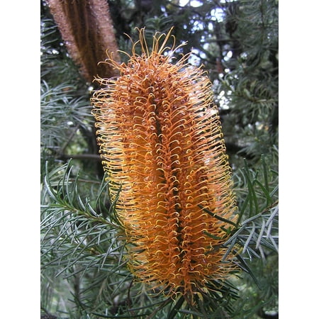 Banksia Flower - LAMINATED POSTER Flower Banksia Native Australiana Plant Evergreen Poster Print 24 x 36