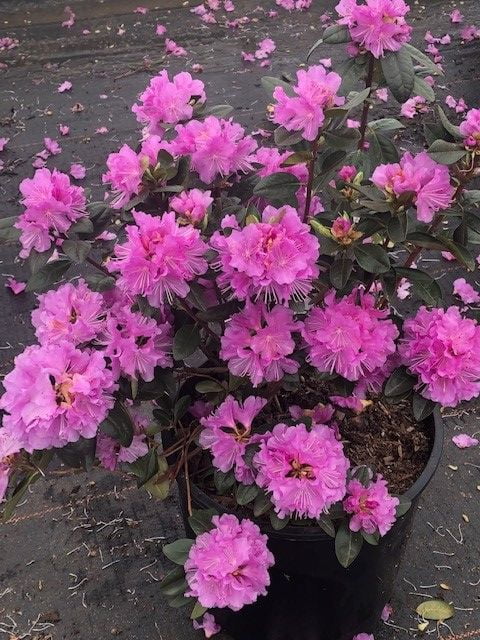 How Much Sun Do Pjm Rhododendrons Need - P.J.M. Rhododendron Care