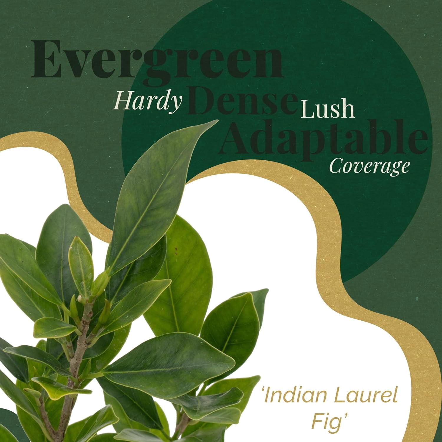 3 Indian Laurel Figs – Live Ficus Nitida Plant – Hardy Evergreen Tree in 2.5” Nursery Cubes – Fast-Growing & Highly Adaptable for Hedges, Screens & Shade