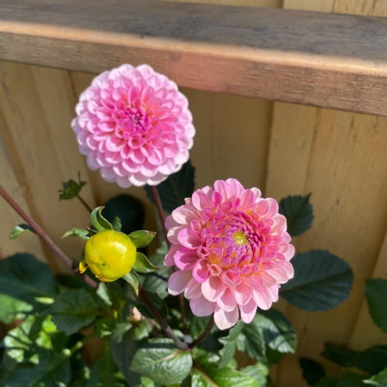 40 Seeds - of Oz Dahlia Seeds - Pollinator Friendly - - Heirloom Flower Seeds - Mix Seeds to Plant