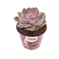 thumbnail image 1 of Suculenta en maceta, 1 of 2