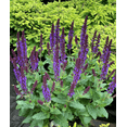 thumbnail image 4 of Purple Salvia Plant Live for Planting, Blue Purple Salvia Plant for Home Garden in Half Gal Pot - No Ship CA, 4 of 6
