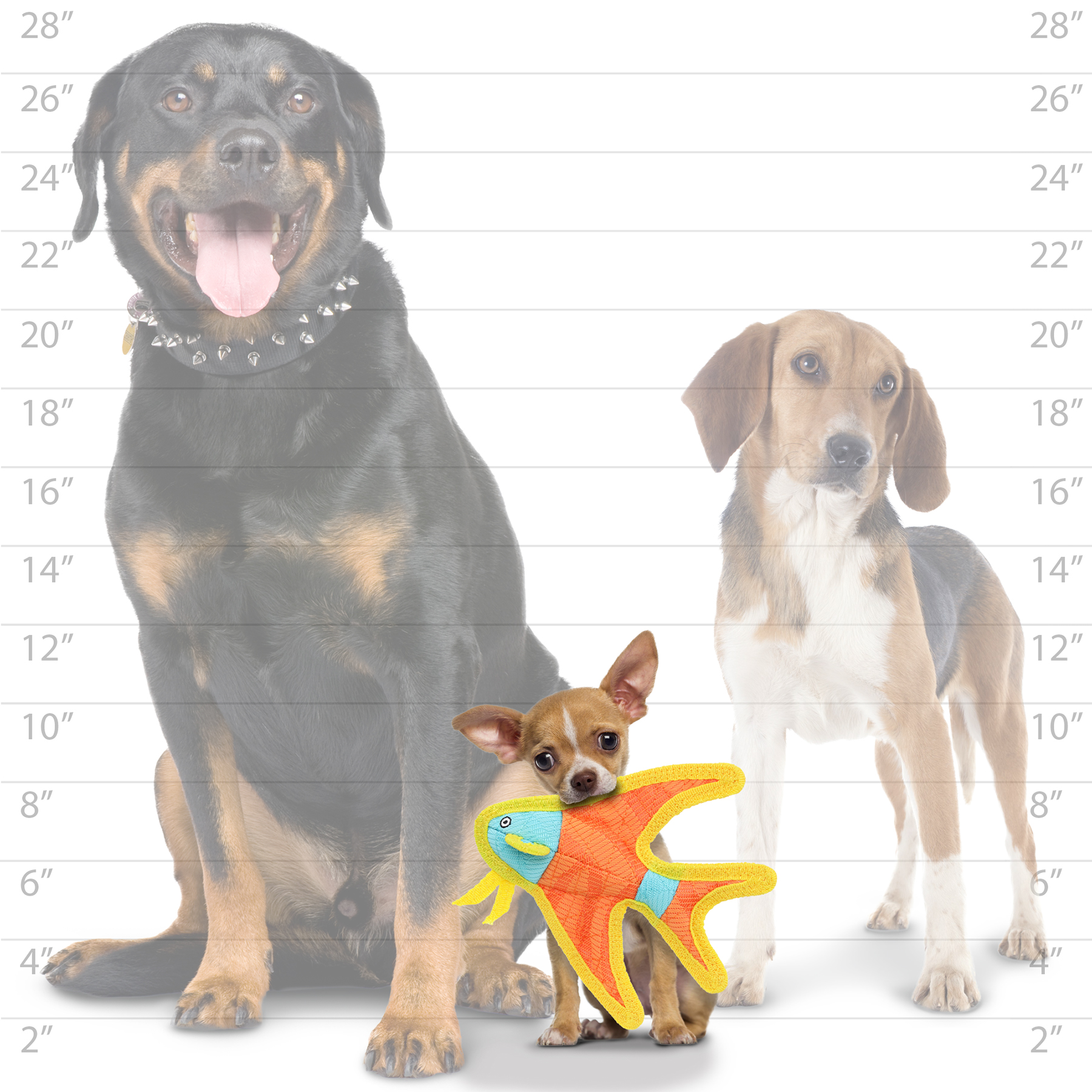 DuraForce® - JR Angel Fish- Durable Woven Fiber - Squeakers - Multiple Layers. Made Durable, Strong & Tough. Interactive Play (Tug, Toss & Fetch). Machine Washable & Floats