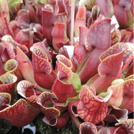 30 Sarracenia Purpurea Seeds Carnivorous Purple Pitcher Plant Seeds