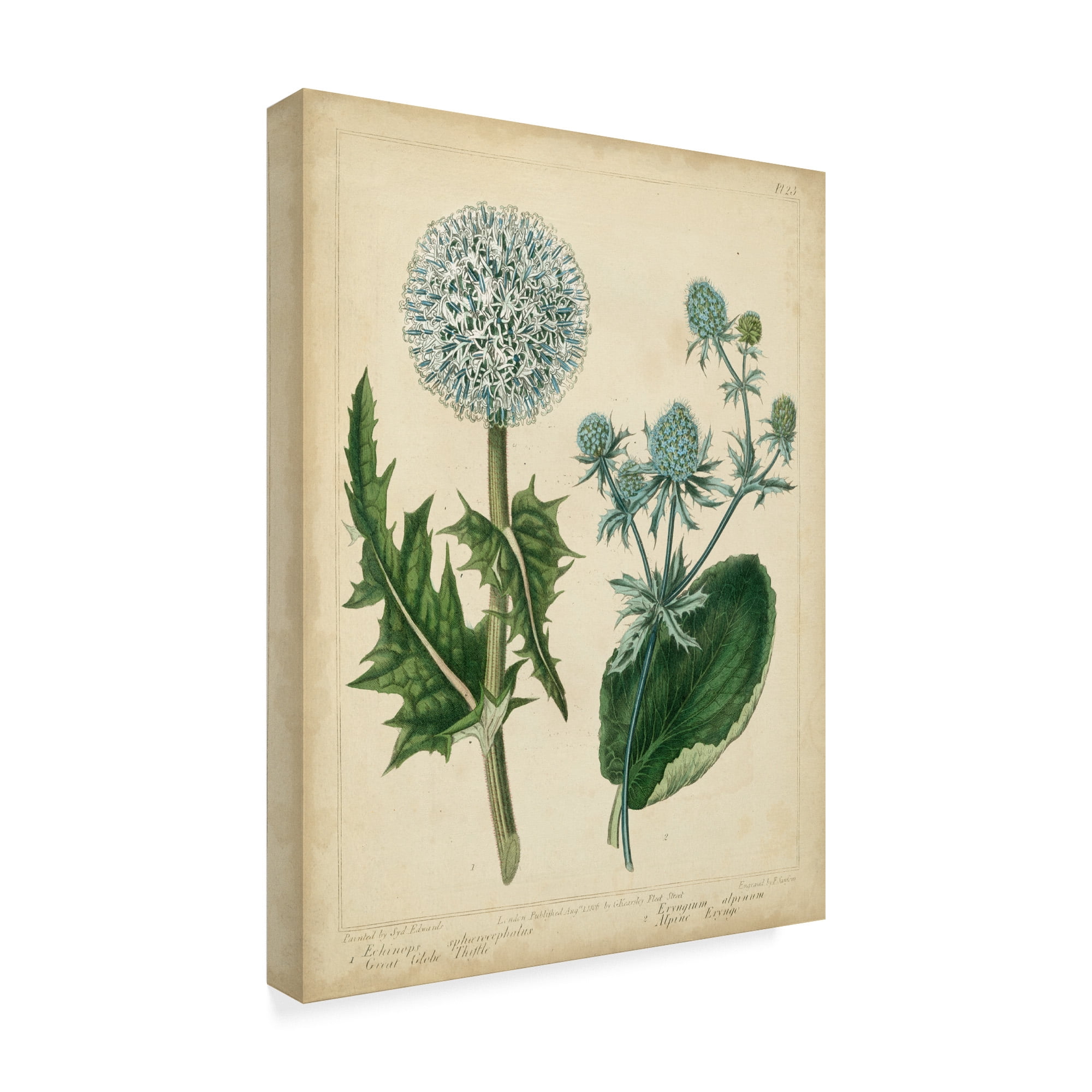 Trademark Fine Art 'Cottage Florals III' Canvas Art by Sydenham Edwards