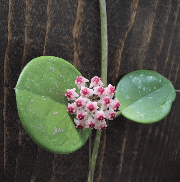 Hoya Obovata Live Rare Houseplants, Fully Rooted Plants Live Houseplants in 4 Inch Tall, Indoor Plants for Home Decor, Live Indoor Plants