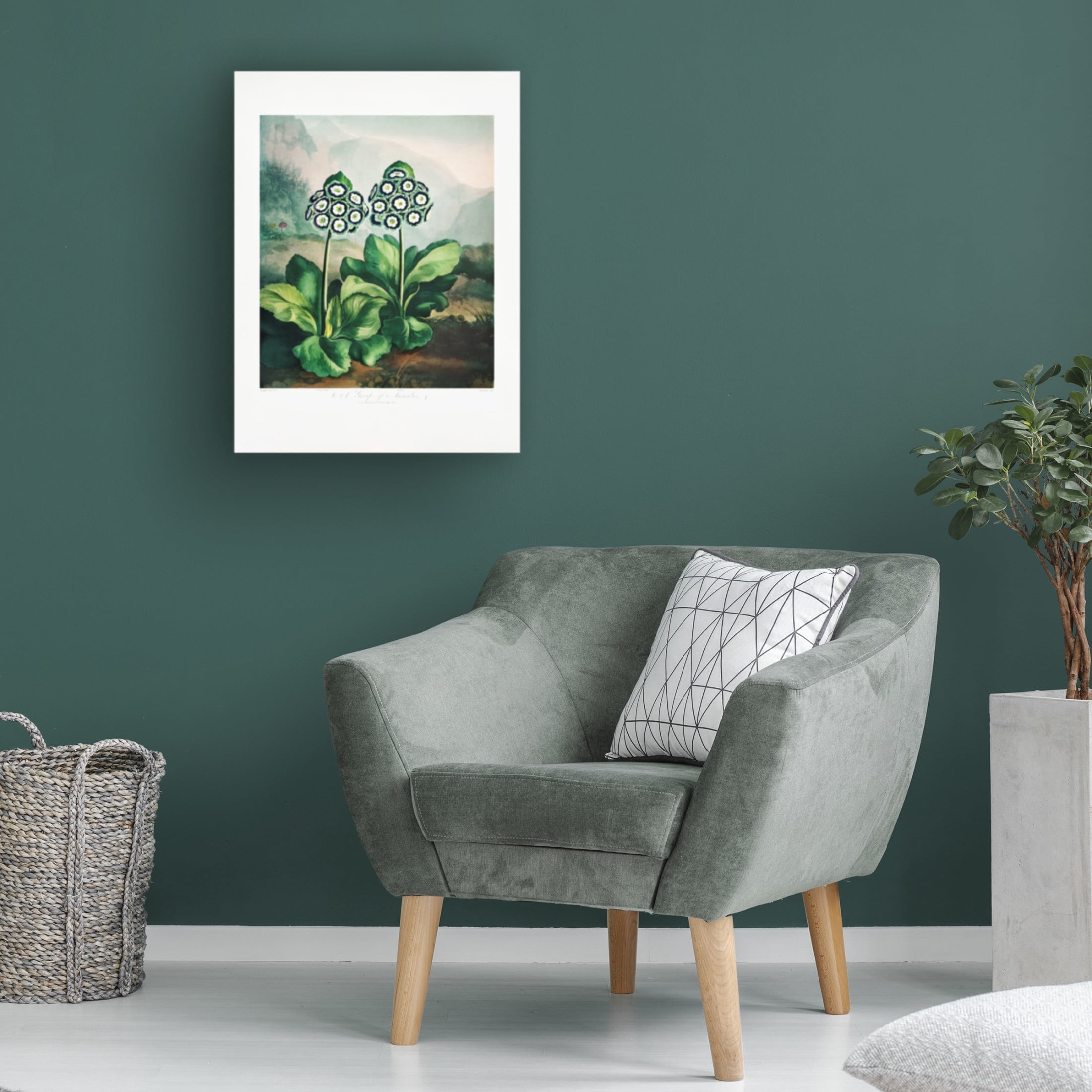 Trademark Fine Art Pictufy  A Group of Auriculas from The Temple of Flora 2 1807 Canvas Wall Art