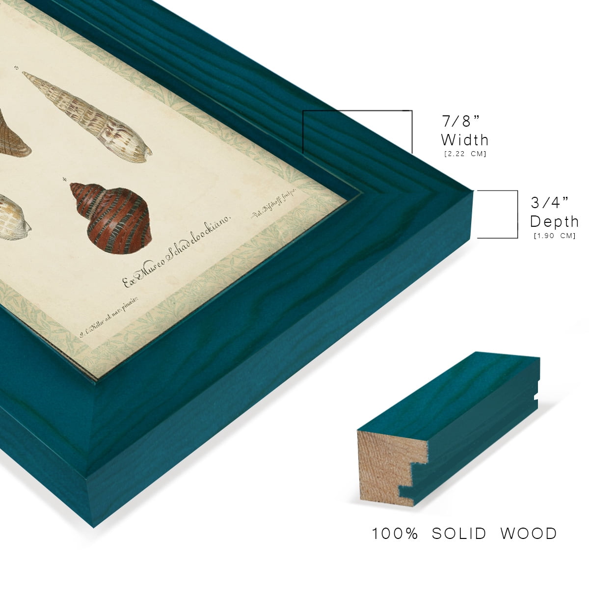 Bookplate Shells V - Framed Print w/glass - Ocean Blue