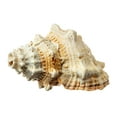thumbnail image 3 of Frog Shell Horn | 1 Frog Shell Horn Sea Shell 7", 3 of 4