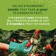 thumbnail image 2 of 20 Pack Eversweet Everbearer Strawberry Plants - Delicious Outdoor Planting for Home Garden - Grown USA. Zone 4-9., 2 of 6