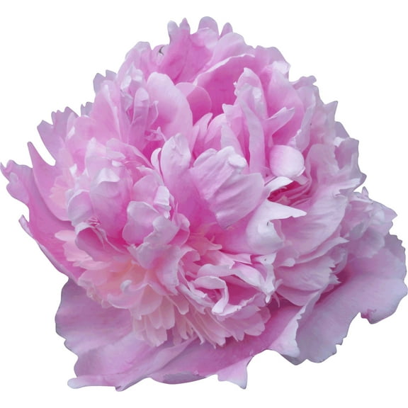 Sumerlin Lavender Peony Wall Decal Cutout
