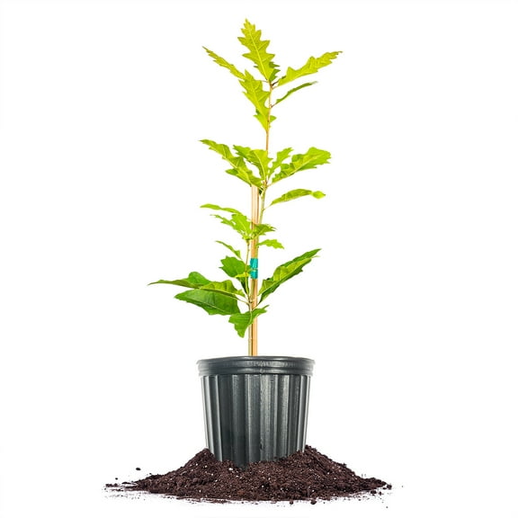 Perfect Plants Shumard Oak Tree 1 Gallon