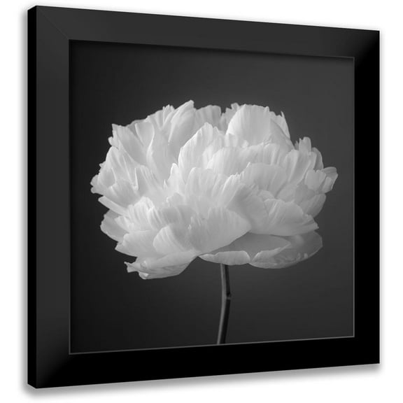 Frank, Assaf 12x12 Black Modern Framed Museum Art Print Titled - Peony flower
