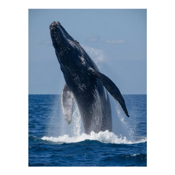 Diamond Art Kit for Adults, Whale Ocean Breach Splash Waves Diamond Painting for Adults Beginners, DIY Diamond Art Painting Kits, 5D Diamond Painting Crafts for Home Decor 12x16 Frameless