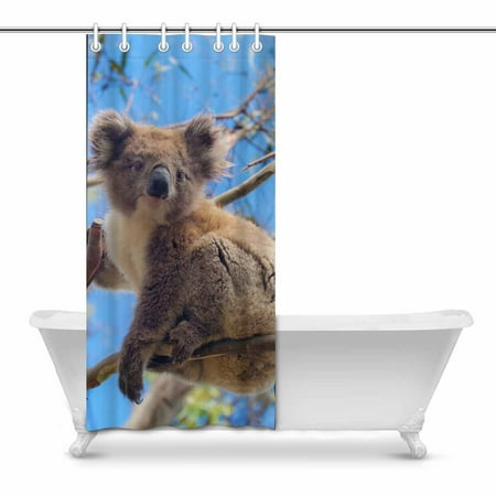 Pop Koala In Great Ocean Road Victoria Australia Art Decor