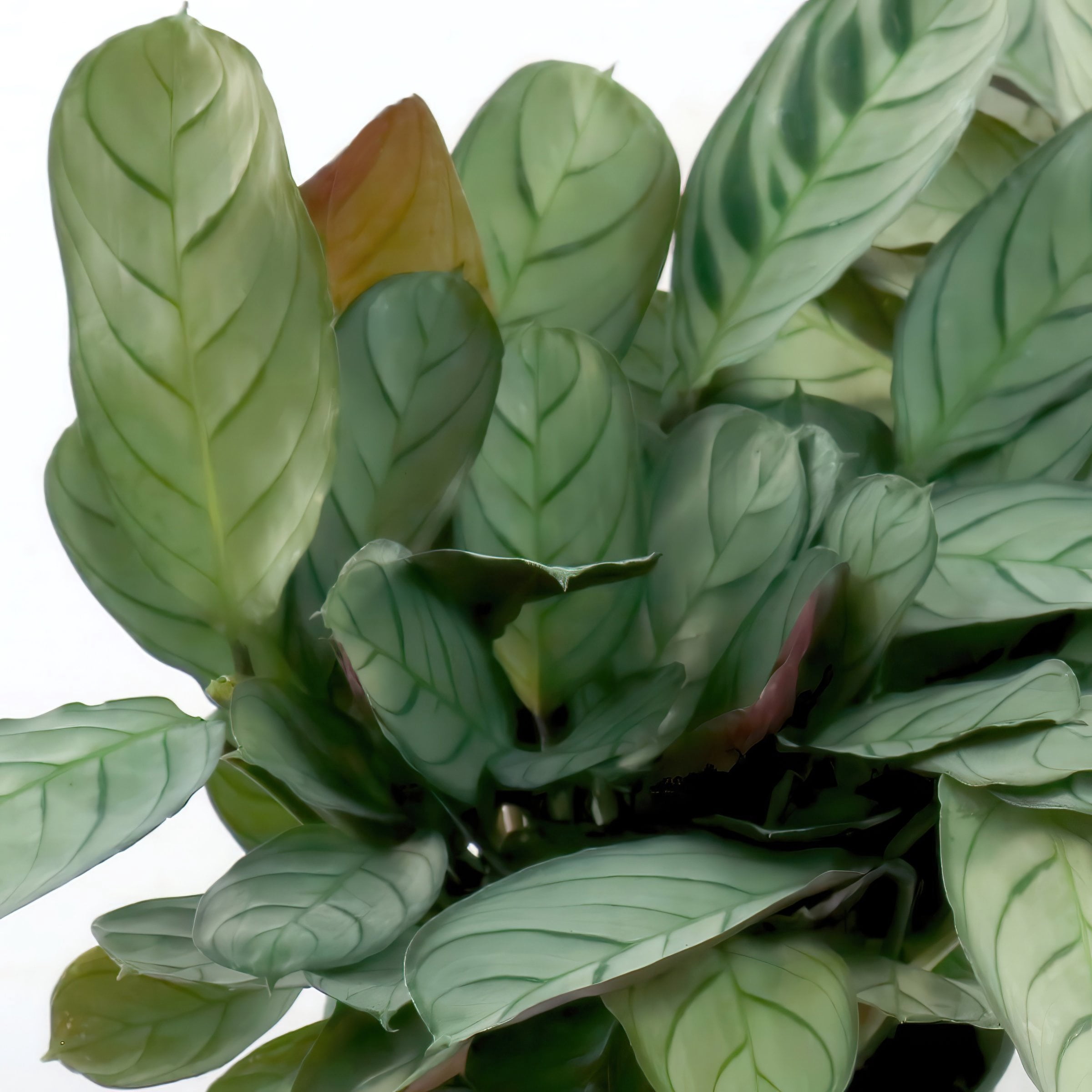 4 in. Calathea Amagris Plant in Grower Container (3-Pack)
