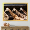 thumbnail image 3 of Designart 'Portrait Of Three Giraffes Running' Farmhouse Framed Art Print, 3 of 4